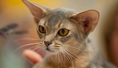 This Adorable Abyssinian Cat Looks Like a Real-Life Storybook Character