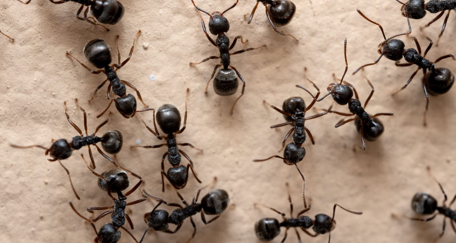 Should Cupertino woman wage war against ants, or just a skirmish?