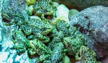 A California frog is on the brink of extinction. Long Beach's aquarium has a plan to save it