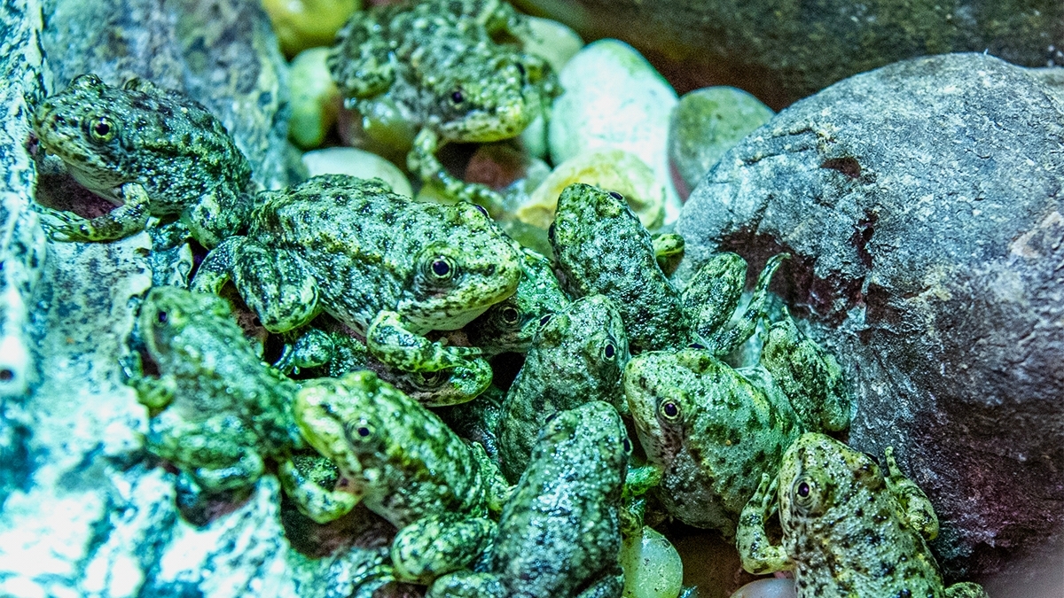 A California frog is on the brink of extinction. Long Beach's aquarium has a plan to save it