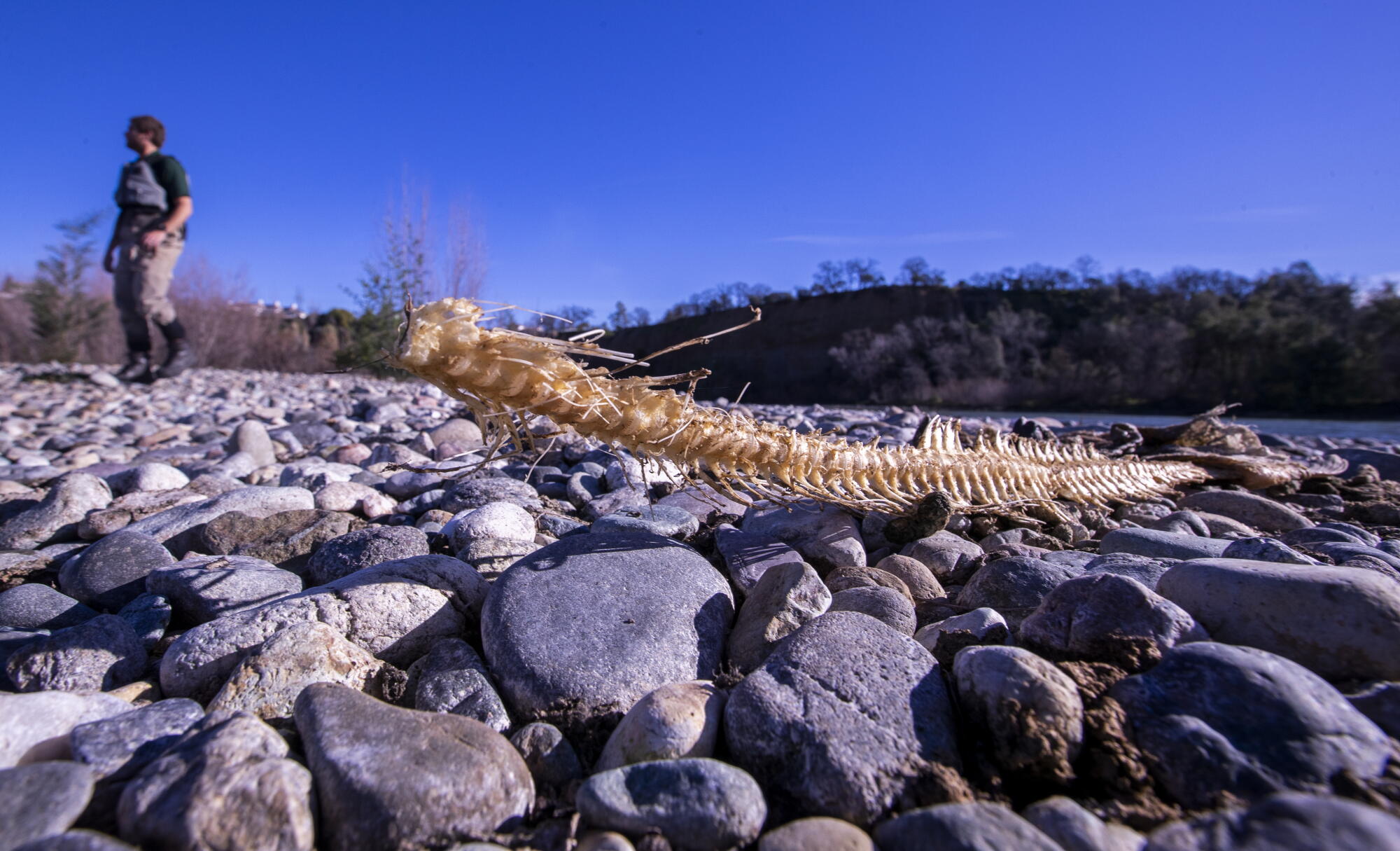 The bones of a fish sit on rocks; a person walks a few feet away 