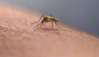 Mosquitoes’ fascinating history doesn’t make them less annoying