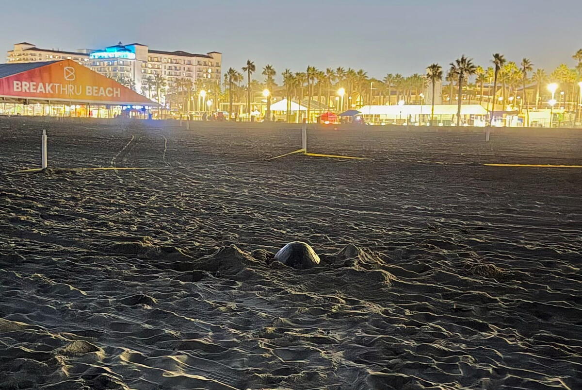 An olive ridley sea turtle is seen burying her eggs in the sands of Huntington Beach on Sunday. 