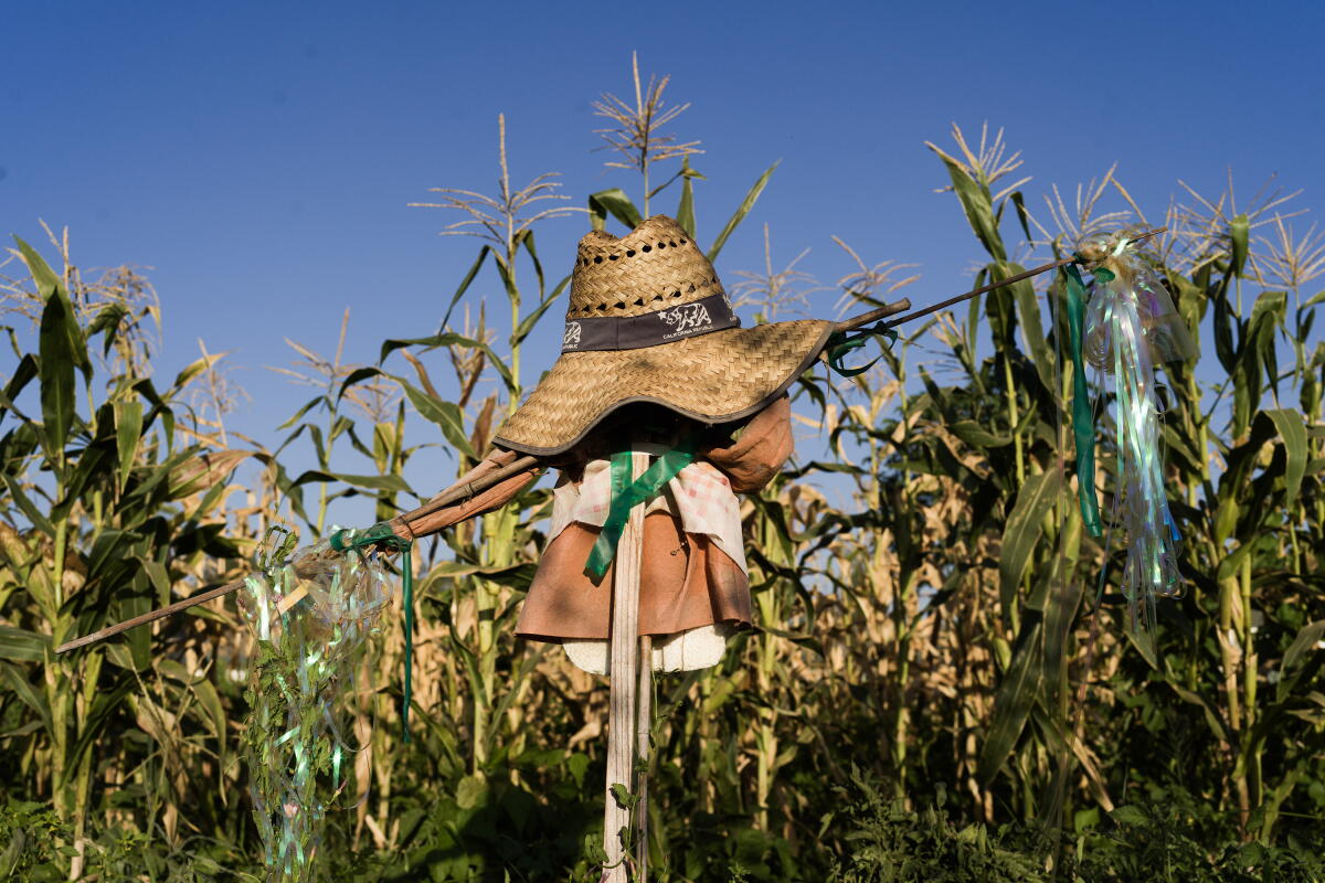 A scarecrow overlooks a field of corn at La Huerta de Cantua Creek.