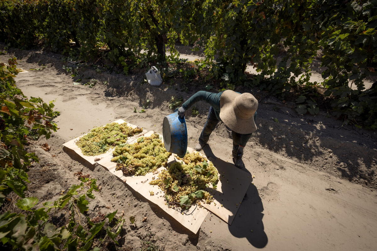 A farmworker picks grapes