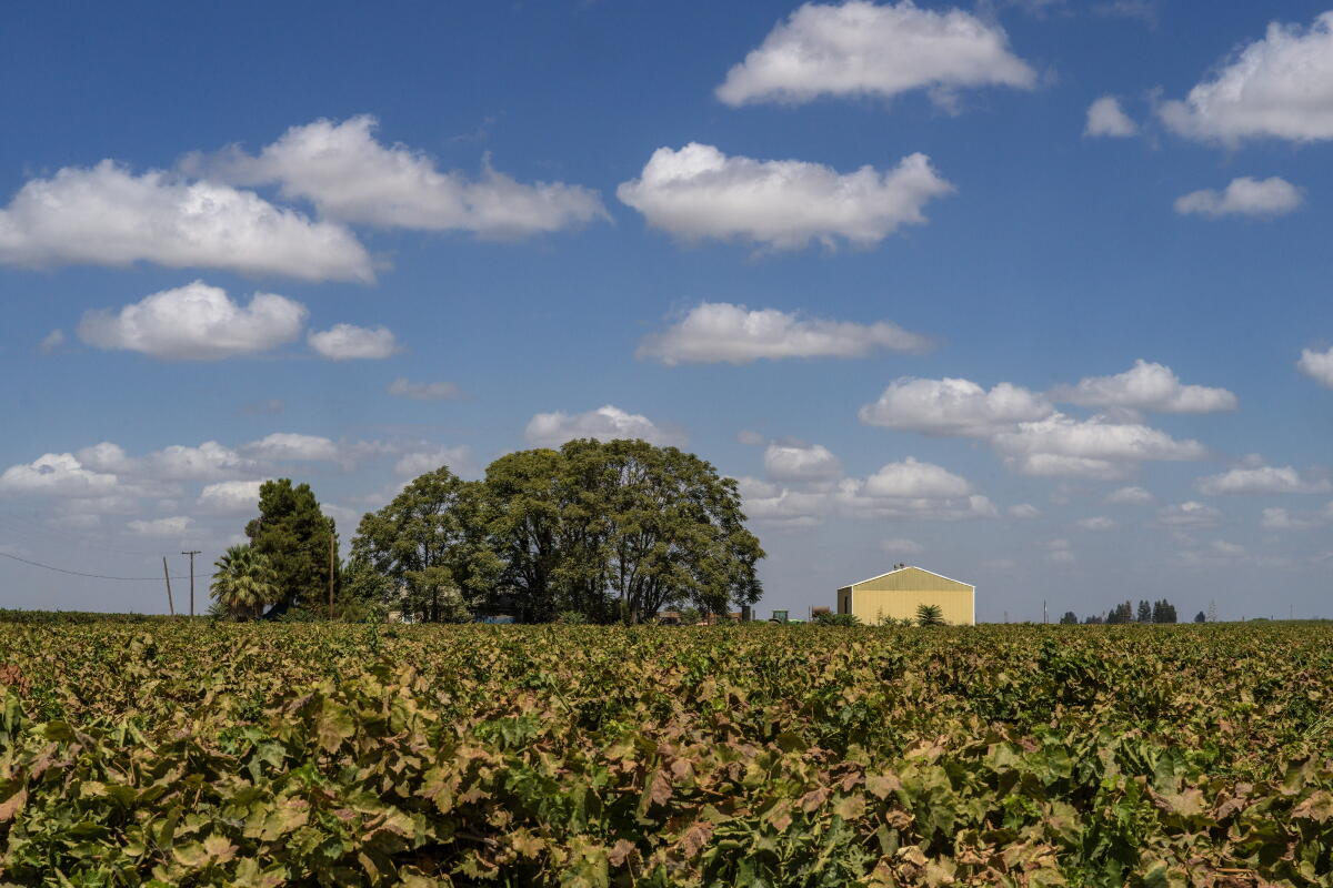 A grape farm in Fresno County.