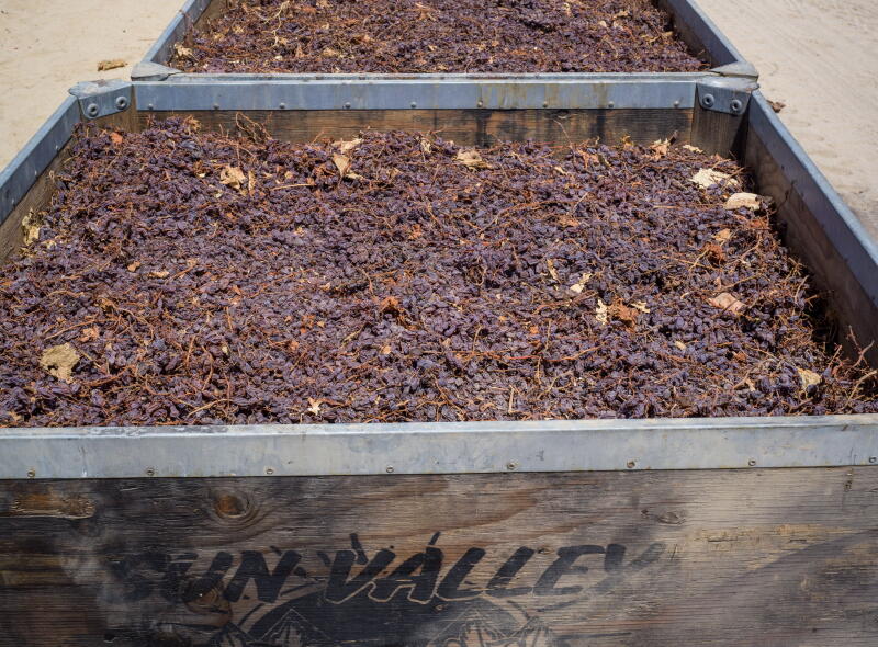 Crates of raisins dry in the sun in Caruthers in Fresno County.