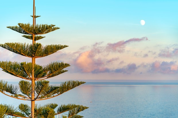 Coastal scenery showing a Norfolk Island pine. (Getty Images)