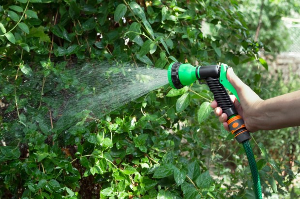 Watering plants in the garden with a spray gun. (Getty Images)