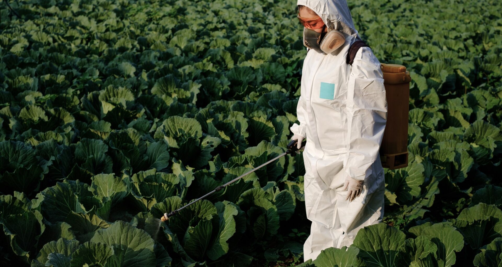 Dispelling a common watering misconception and are organic pesticides safer – Redlands Daily Facts