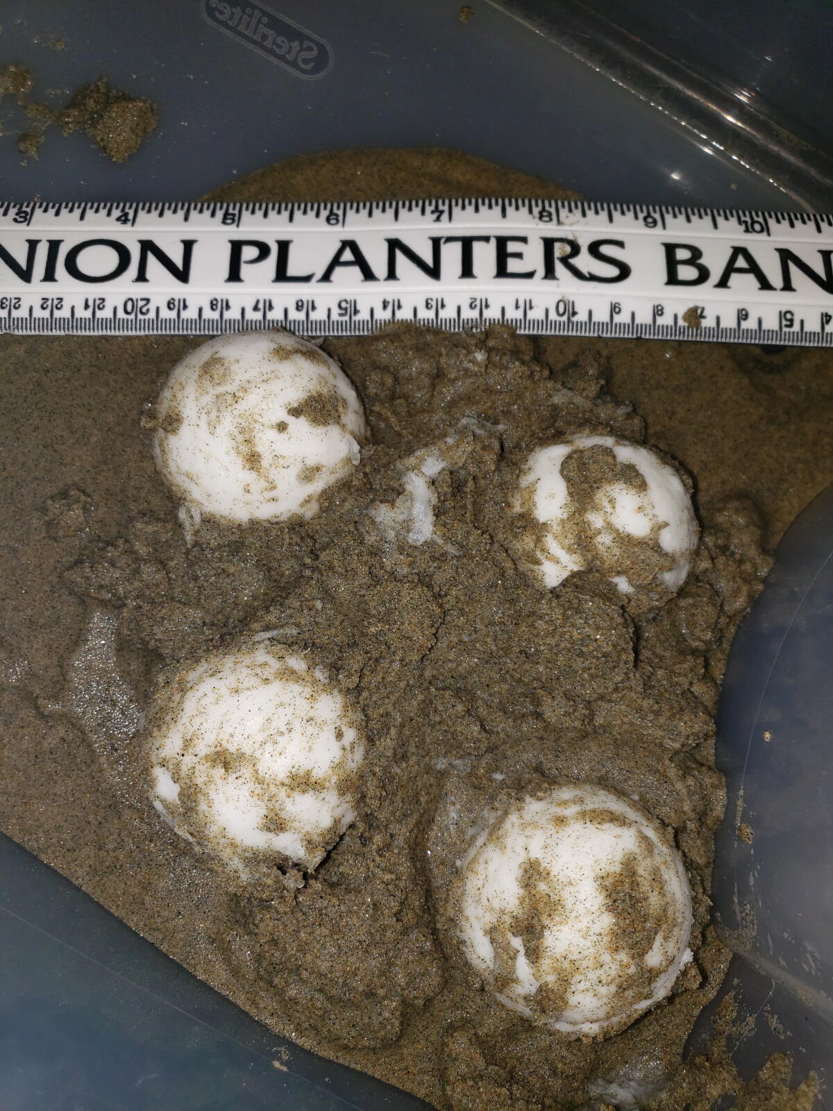 Four sea turtle eggs were found in Huntington Beach in 2020.