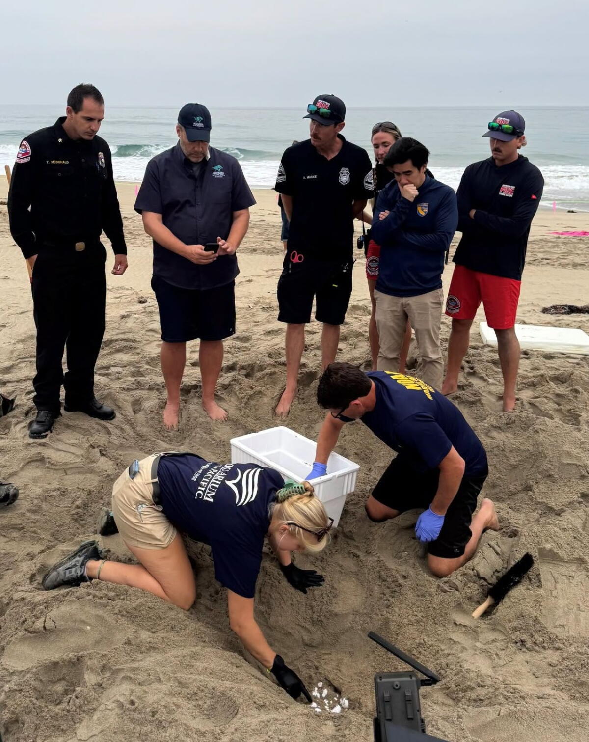 Olive ridley sea turtle eggs were collected on the beach in Huntington Beach on Friday morning.