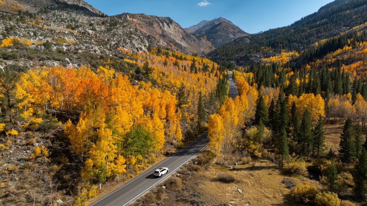 Fall leaves along Highway 168 in the Inyo National Forest along Bishop Creek in 2024. 