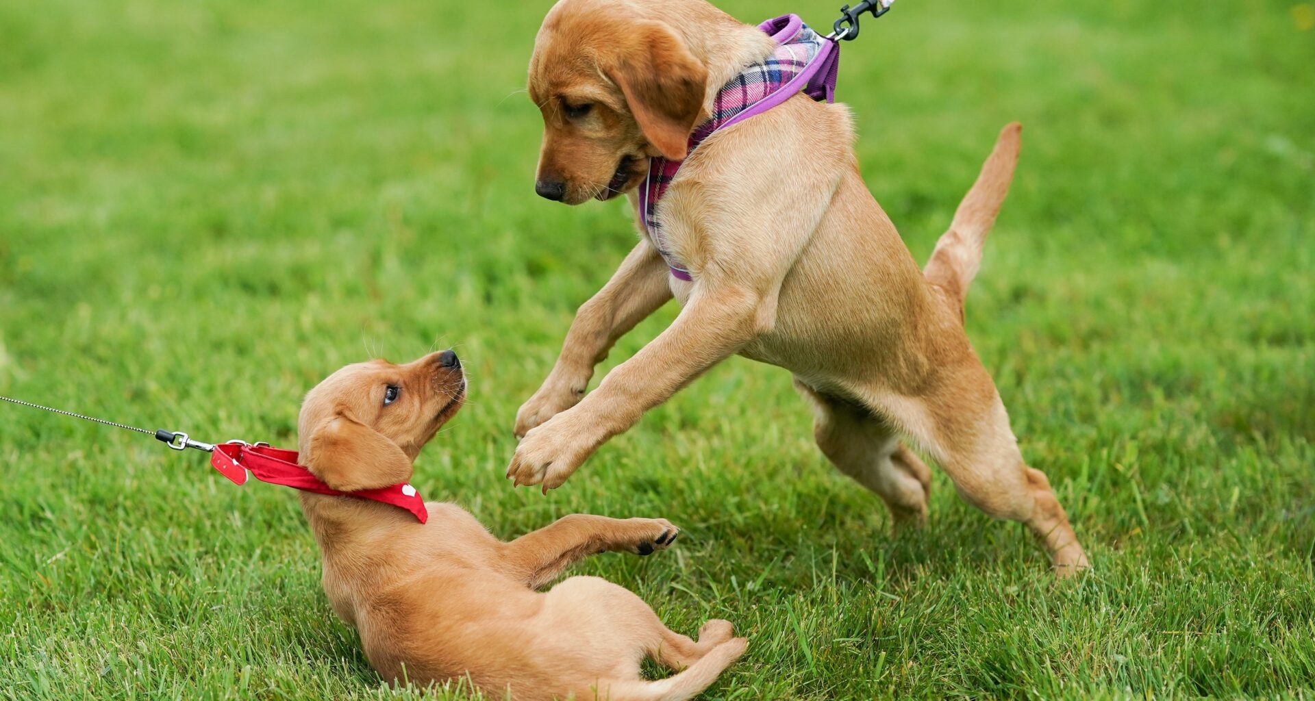 Is San Jose puppy playing too rough with older housemate?