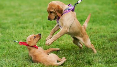 Is San Jose puppy playing too rough with older housemate?