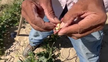 Fresno farmer turns passion for legacy crops into community celebration