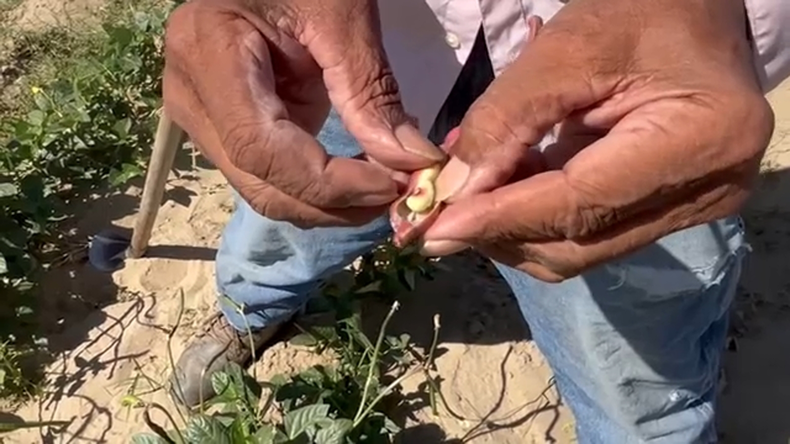 Fresno farmer turns passion for legacy crops into community celebration