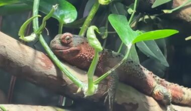 Reptile House reopens at Fresno Chaffee Zoo
