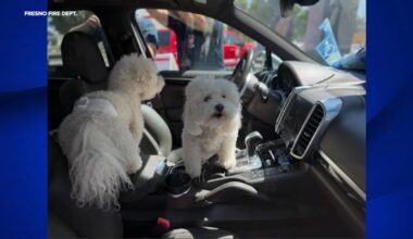 Fresno firefighters rescue dogs accidentally locked inside hot car