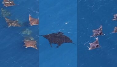 El Niño conditions bringing unusual sea creatures to Southern California coast coast