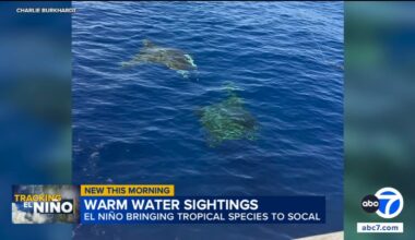 Rare marine life sightings increase off Southern California coast amid warm waters