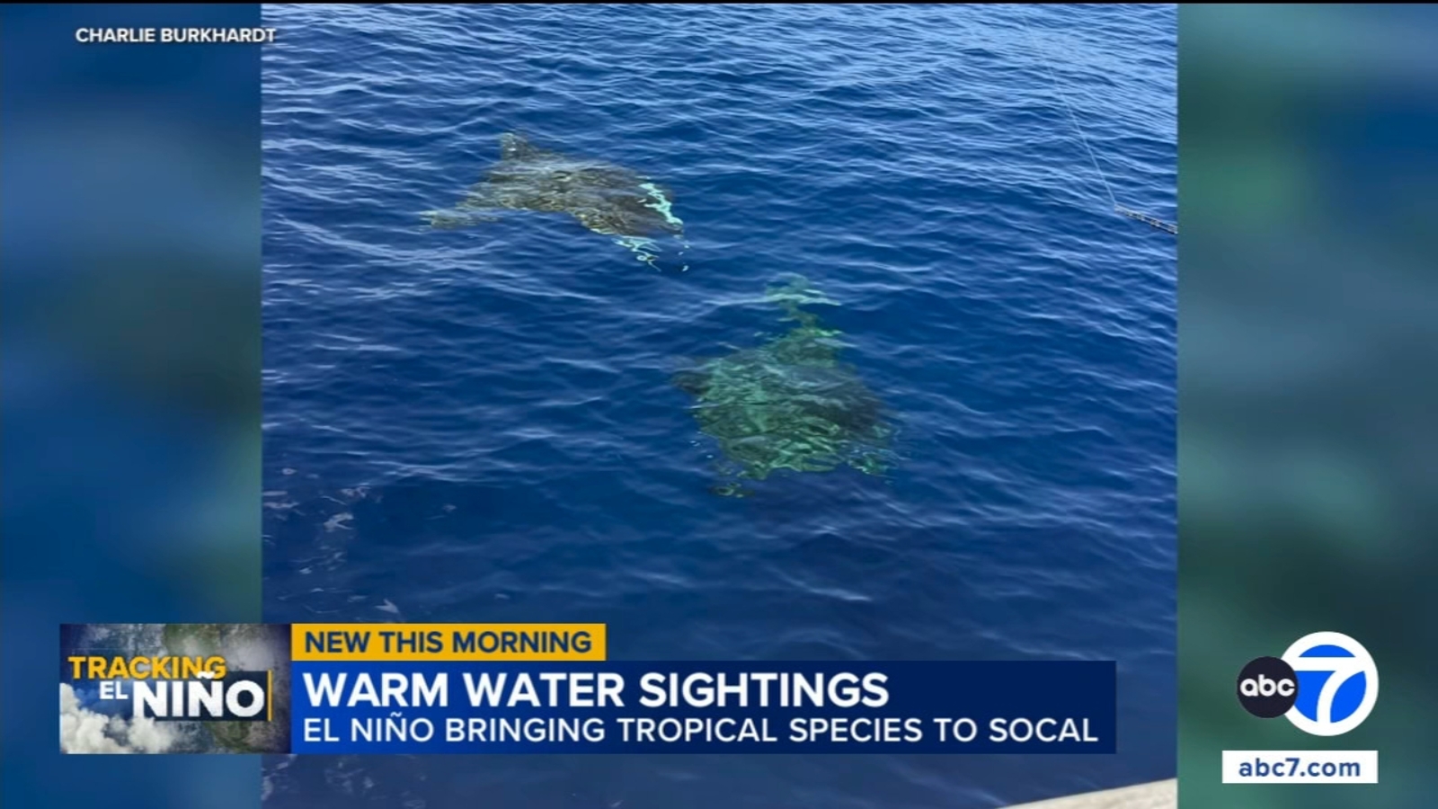 Rare marine life sightings increase off Southern California coast amid warm waters