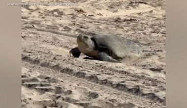 Olive ridley sea turtle lays eggs in Orange County. It's a first for the West Coast