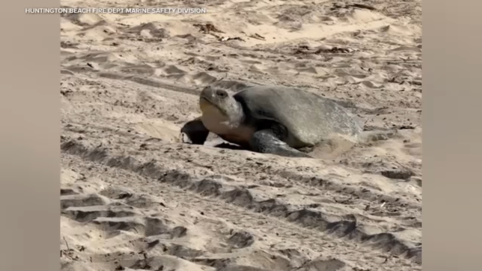 Olive ridley sea turtle lays eggs in Orange County. It's a first for the West Coast