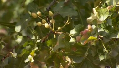 Fresno State farm sees major pistachio losses after March heat