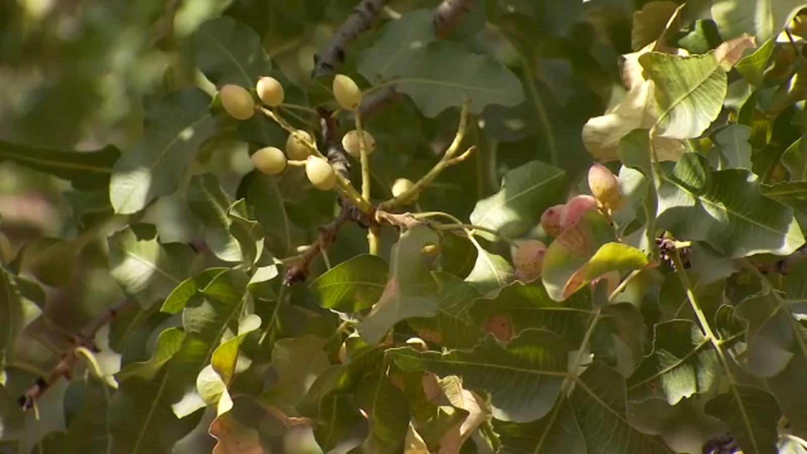 Fresno State farm sees major pistachio losses after March heat