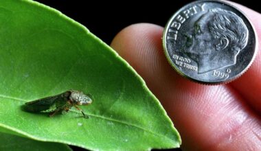 Growers urge state to step up response to glassy-winged sharpshooter