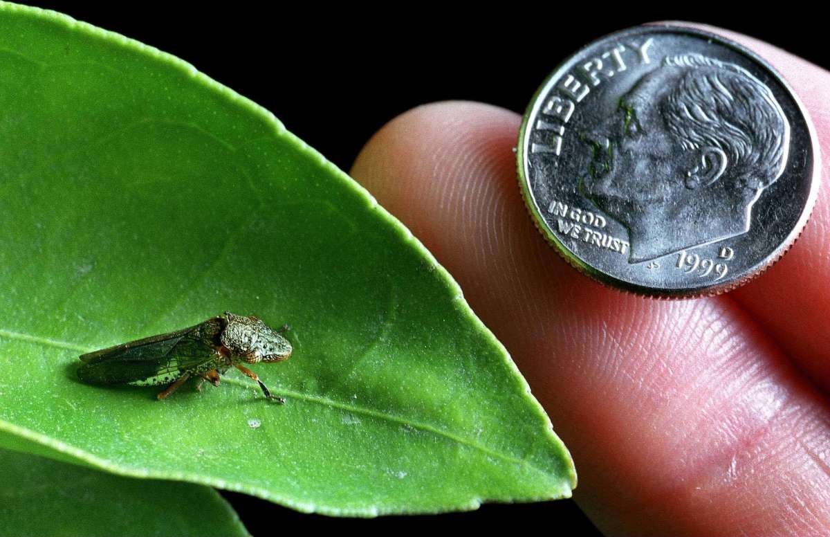 Growers urge state to step up response to glassy-winged sharpshooter