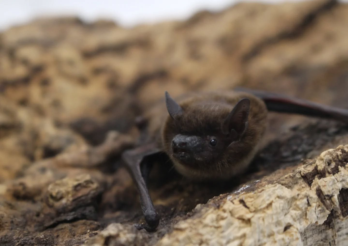 Rabies is transmitted through bites and scratches from infected animals, including bats, foxes, raccoons and skunks.