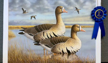 Photo of winning painting of the 2026 Duck Stamp Art Contest showing two greater white-fronted geese in a pond