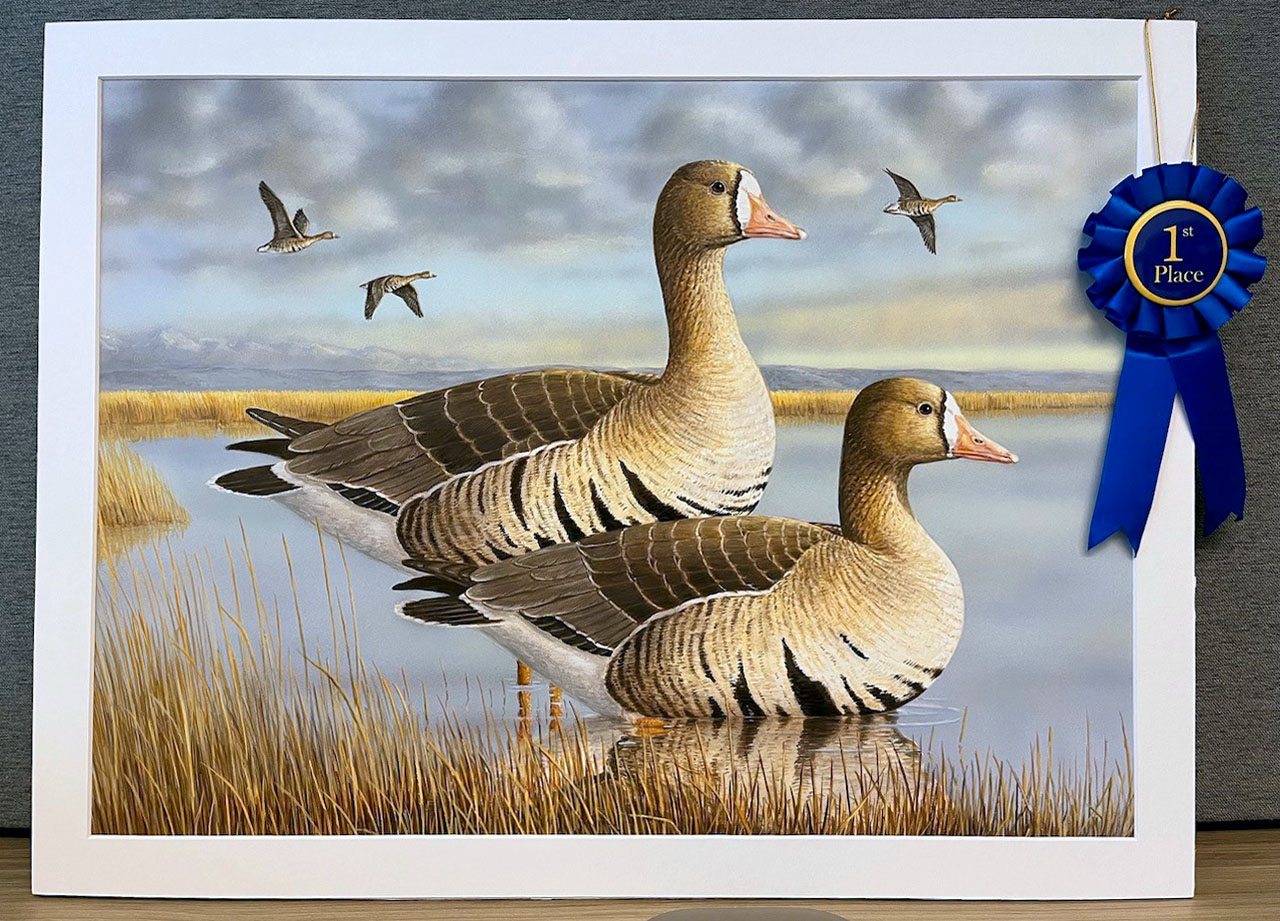 Photo of winning painting of the 2026 Duck Stamp Art Contest showing two greater white-fronted geese in a pond