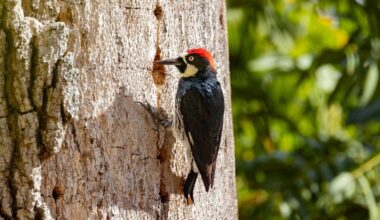 Woodpecker on tree