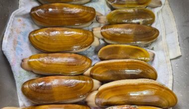 WDFW announces fall razor clam season dates for Washington