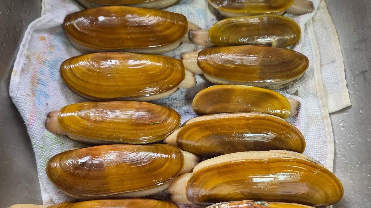 WDFW announces fall razor clam season dates for Washington