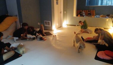 Six participants enjoyed the yoga class at The Solstice Method while eight small dogs roamed freely around the mats.