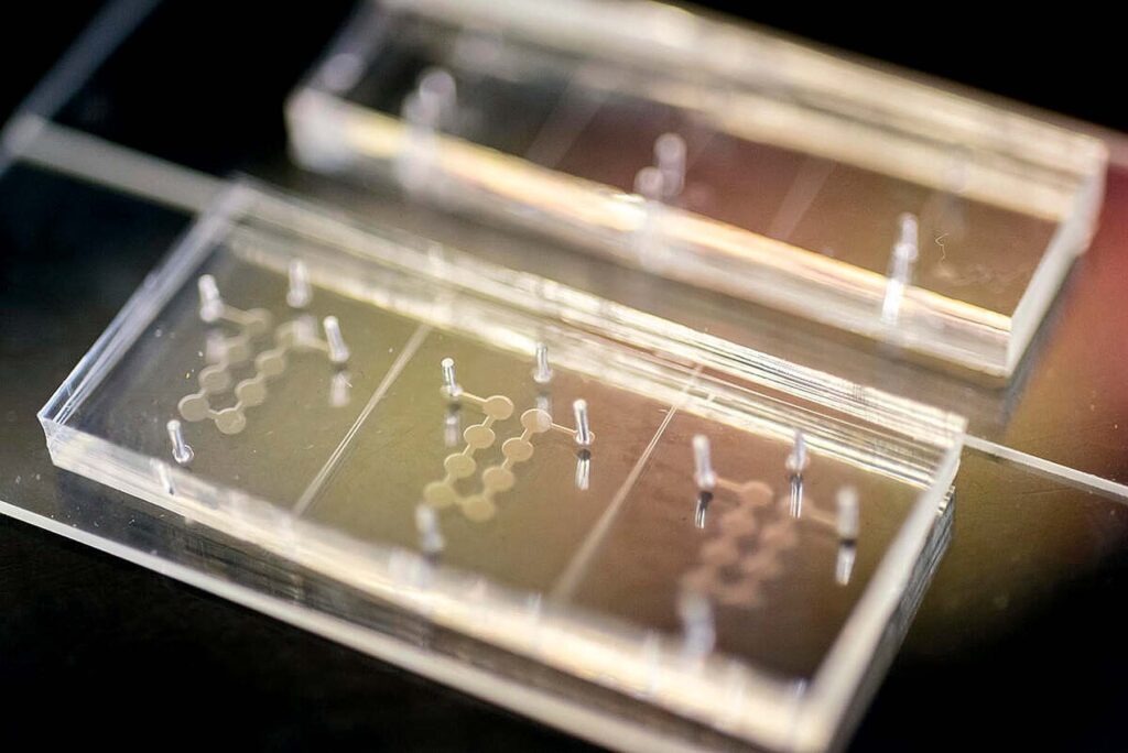 A transparent organ-on-a-chip