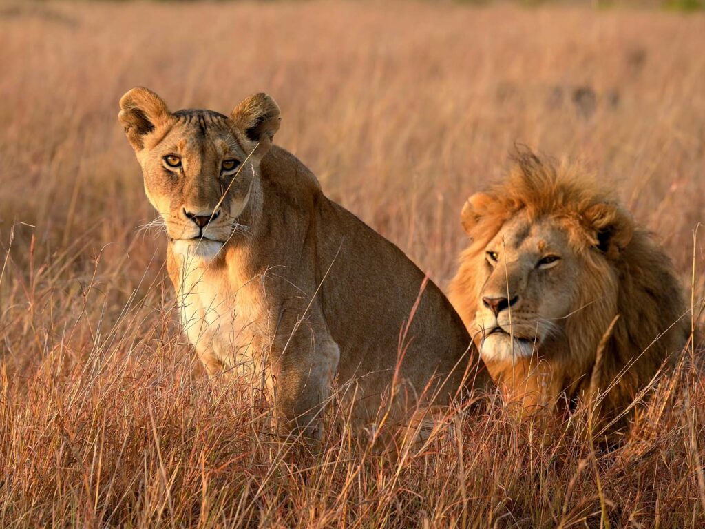 A female and male lion sitting in a field of yellow grass