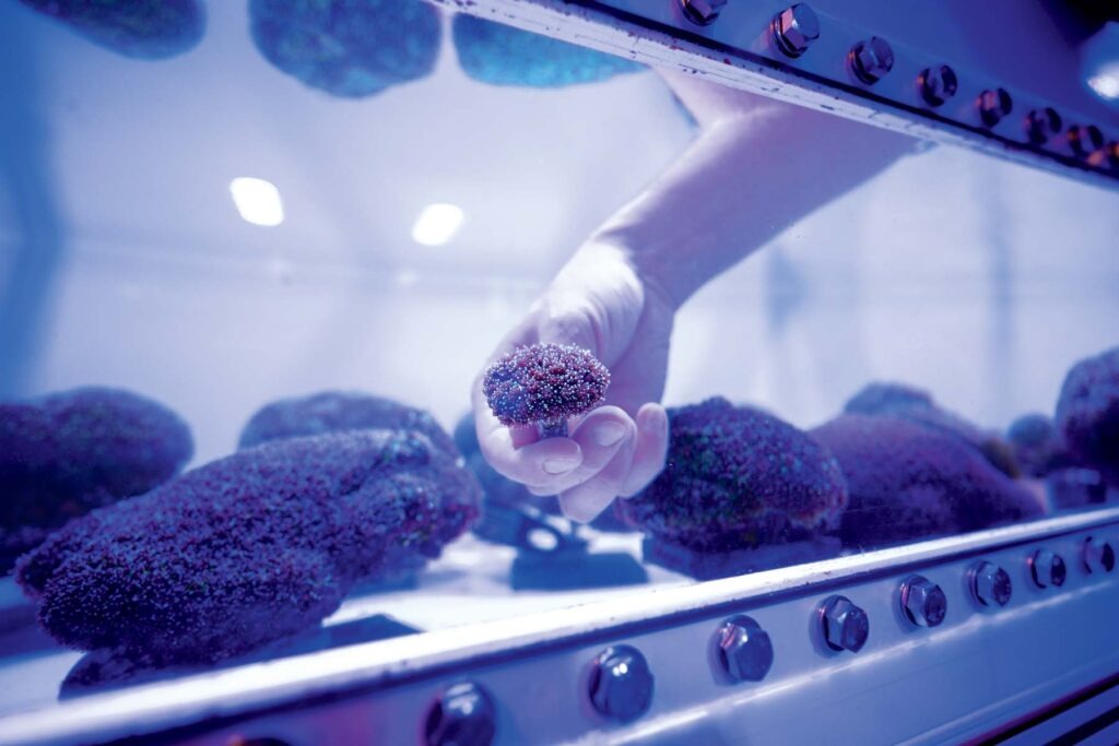 A hand scoops a round piece of coral from an illuminated water tank.
