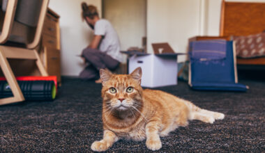 A tabby cat sits on the carpeted floor as a man unpacks books onto a shelf in the background.
