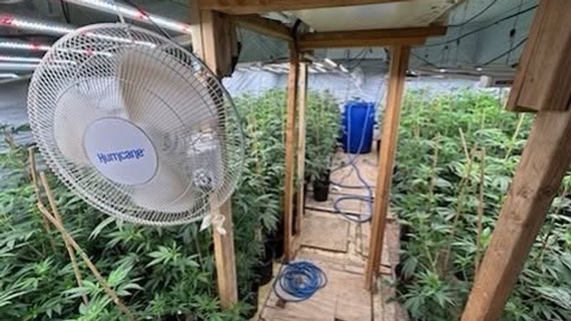 {p}Three people were arrested after deputies served two search warrants in Maricopa and Taft, where officials said they seized over 3,900 marijuana plants, processed marijuana, and guns. PHOTO: KCSO{/p}