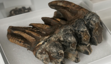Tooth from Pacific mastodon found in California creek