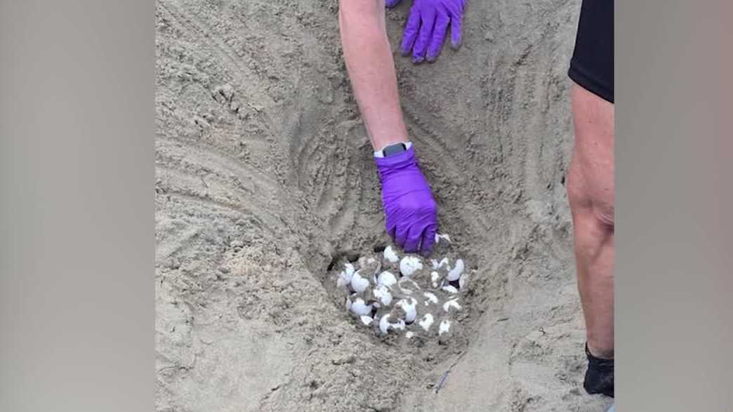 Sea turtles nest on California beach for the first time