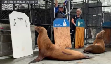 Toxic algae bloom causes surge in sick, dying sea lions along Northern California coast – NBC Bay Area