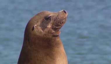 Sea lion in distress dies at San Francisco's Crissy Field beach