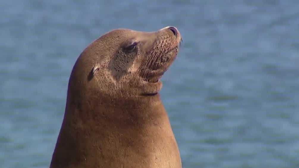 Sea lion in distress dies at San Francisco's Crissy Field beach