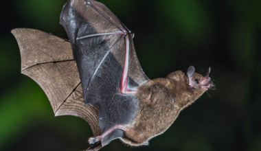 Rabid bats found in West and North Berkeley | City
